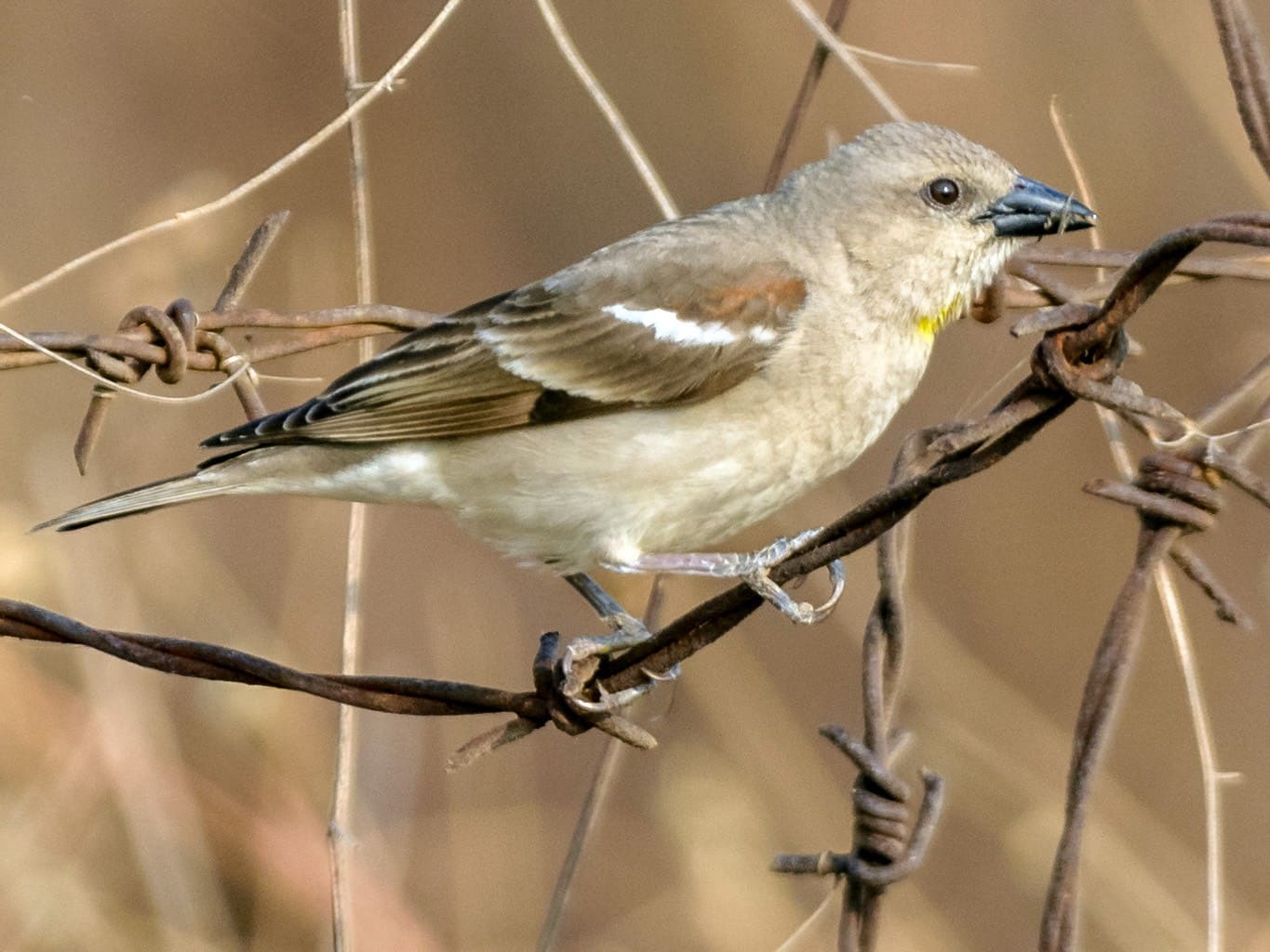 Yellow-throated Sparrow (Chestnut-shouldered Petronia)